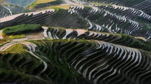 3600 ступенек к обеду: как китайцы выращивают рис на крыше мира