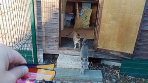 Кошки типичные