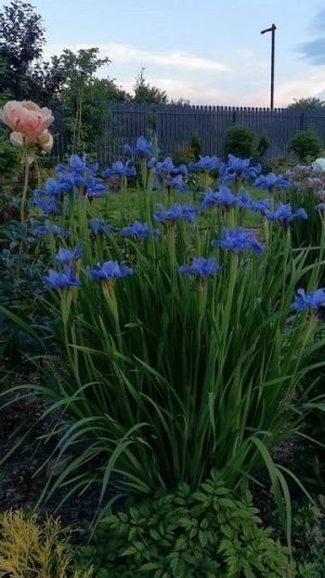 Ирис сибирский "Кембридж" (Iris sibirica Cambridge)