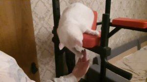 Милка и рука
