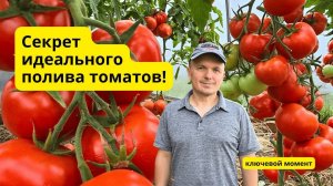 Не делайте эту ошибку при поливе томатов!