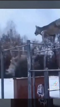 Ауф