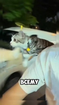Показал город котику #кот #shorts #shortvideo #video #юмор #котики #животные #развлечения #китай