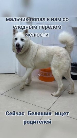 Беляшик ищет дом