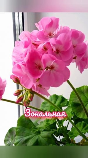 Королева подоконников- пеларгония.