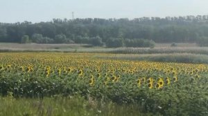 БЛИЖЕ К ДОМУ 🏡☀🌻
