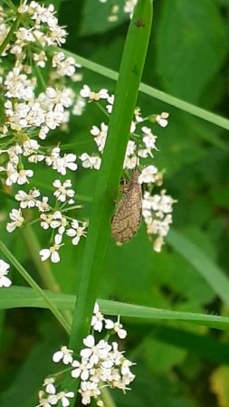 Ручейник (Trichoptera)
