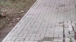 1000129488.mp4