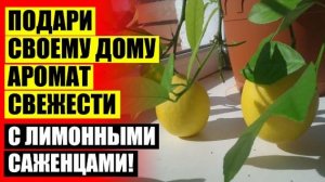💯 Как посадить лимонную косточку в домашних условиях 🔵 Уход за комнатным лимоном из косточки