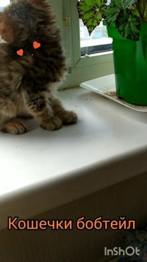кошечки курильский бобтейл