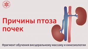 Причины птоза почек. Фрагмент обучения висцеральному массажу и кинезиологии