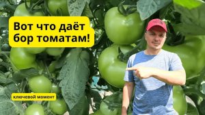 Спасаем томаты 100% завязи с бором!