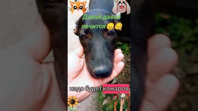 Давай давай лечится