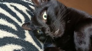 Утро после ночного тыгыдыка😸