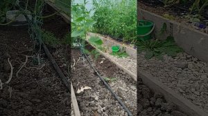 Спасение огурцов от мокрицы подручными предметами