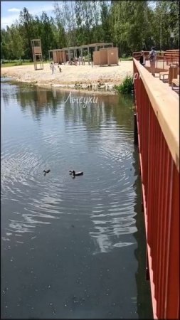 Ивантеевка, городской парк, Лысухи. 5/7/2025