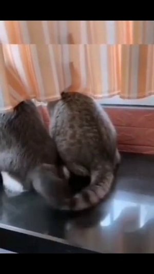 Животные приколы и не только