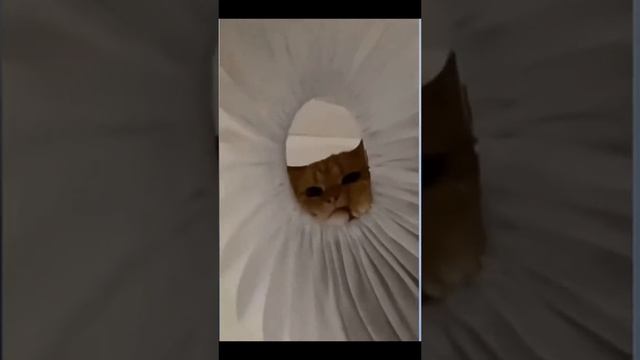 Животные приколы и не только