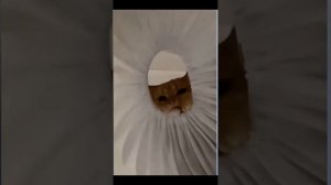 Животные приколы и не только