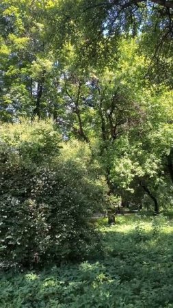 Солнечный летний день в парке