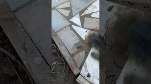 садовая дорожка