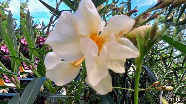 ИЮНЬСКИЕ ФРАГМЕНТЫ смотреть онлайн