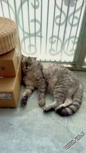 myshka