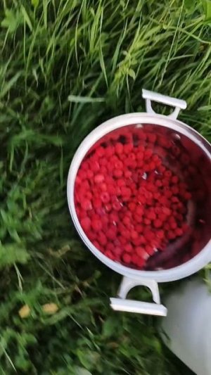 собрали малину в деревне одно ведро и чуть чуть на дне кастрюли