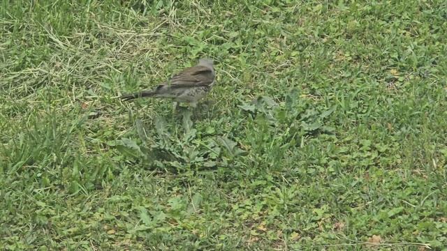Птица поймала добычу | незванный гость