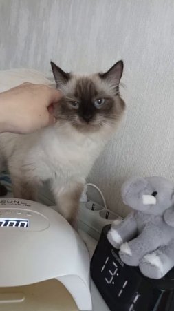 киса тоже хочет маникюр 🐱💅