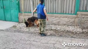 Жасминка. Вечерняя тренировка на нашей улице. Местность, корица.