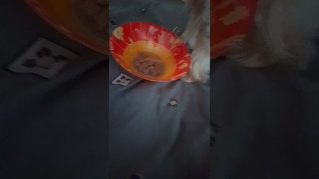 тестим корм.