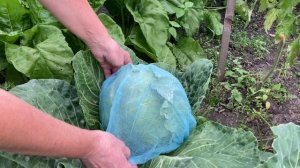 Почву не перекапывают, а урожай есть.