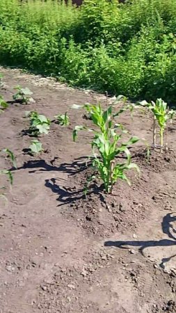 05-07-2025. мой огород