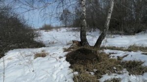 Апрель 2020. Собака спаниель любит купаться
