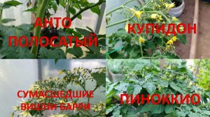 Томаты Анто полосатый, Пиноккио, Сумасшедшие вишни Барри, Купидон