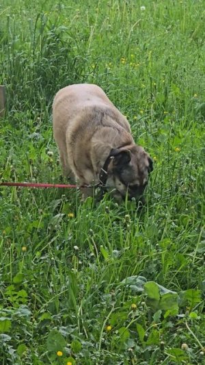 #песель #пес #reels #short #shorts #margo #shortvideo #shortsvideo #dog #dogs #doglife #dogshort