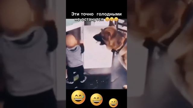 Животные приколы и не только