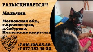 Пропала собака! Мальчик. Московская обл., г.Красногорск, д.Сабурово.