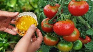 ВИТАМИННАЯ БОМБА ДЛЯ ТОМАТОВ! УВЕЛИЧИВАЕТ УРОЖАЙ ТОМАТОВ В 10 РАЗ