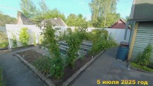 7 соток. Как выглядит малинник после урагана. Хроника 5 июля 2025 год