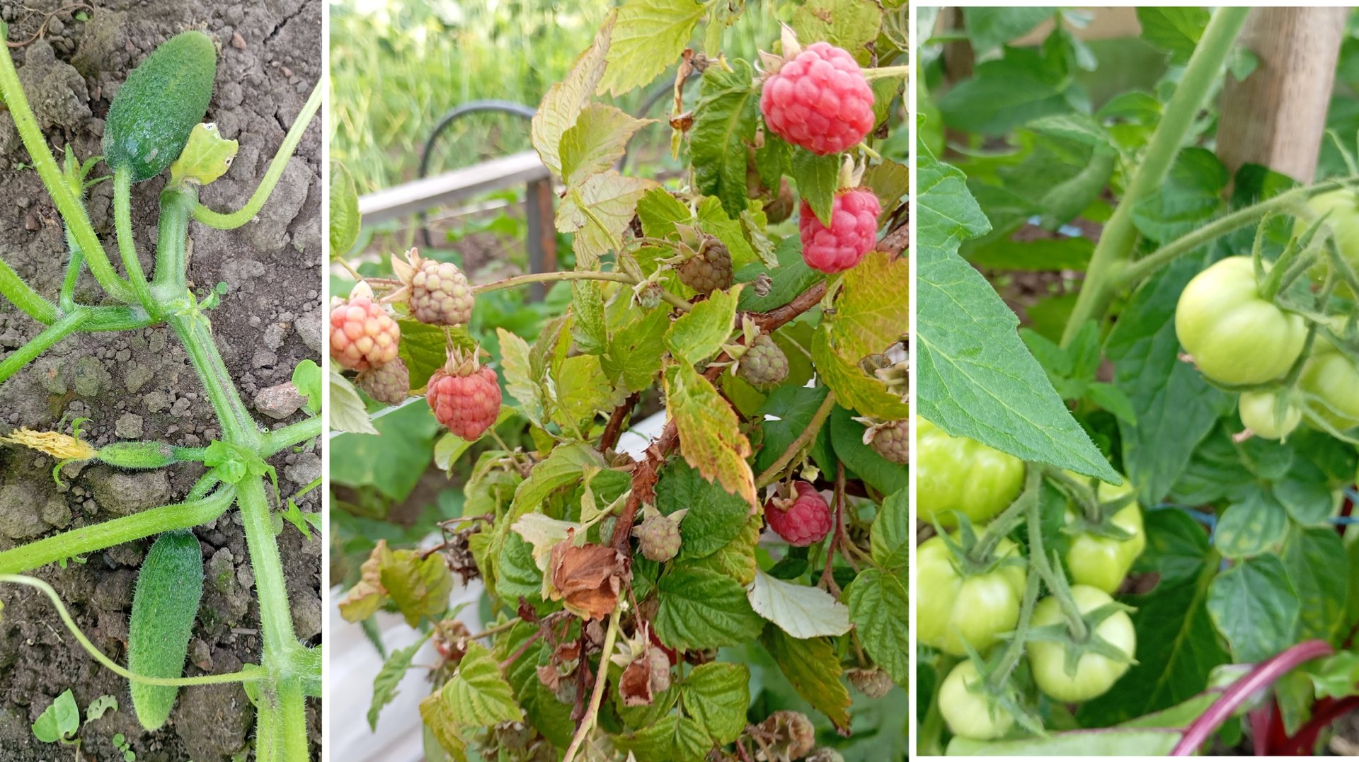 Растения в огороде после дождей. смотреть онлайн