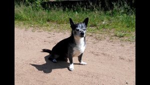 Куриная слепота и козы