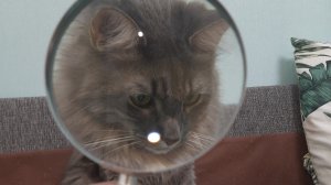 Короче моя жизнь в майнкрафте(Творчестве)|Майнкрафт| #1