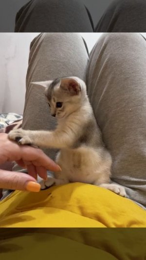 Абиссинская девочка Электра