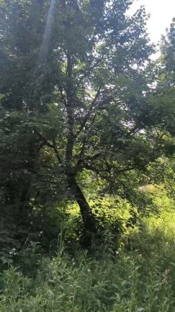 Лето в парке
