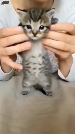 Наш TG https://t.me/liveofcats
