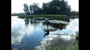 Аир болотный