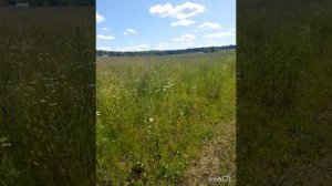 Июль _ самый жаркий месяц лета☀️💛💚🌳.mp4