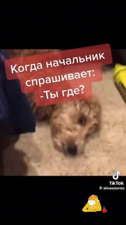 В пиз...
1000018078.mp4